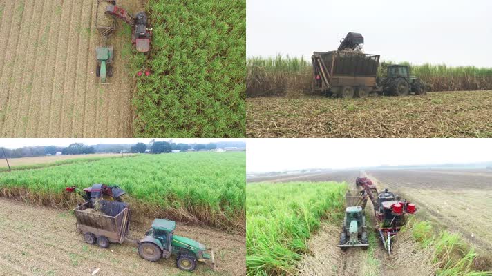 农业 收割 甘蔗 机械 农田 平原 土地