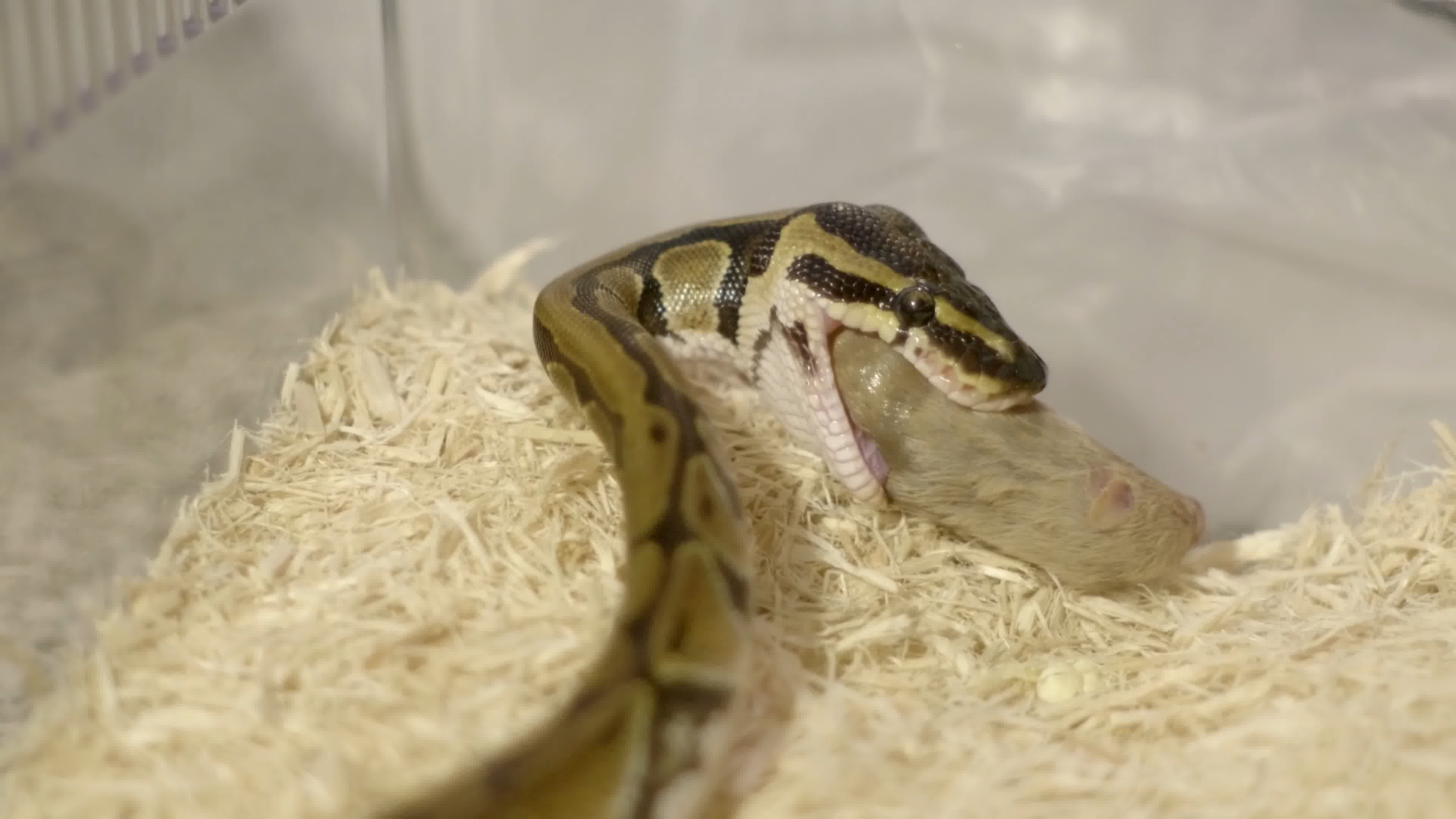 蛇觅食蛇吃老鼠视频素材