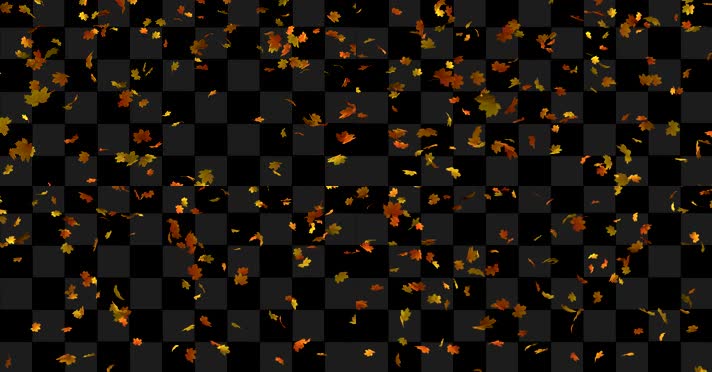 枫叶 落叶 飘落  