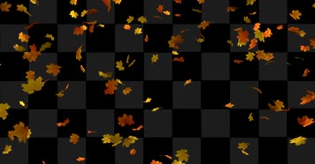 枫叶 落叶 飘落  