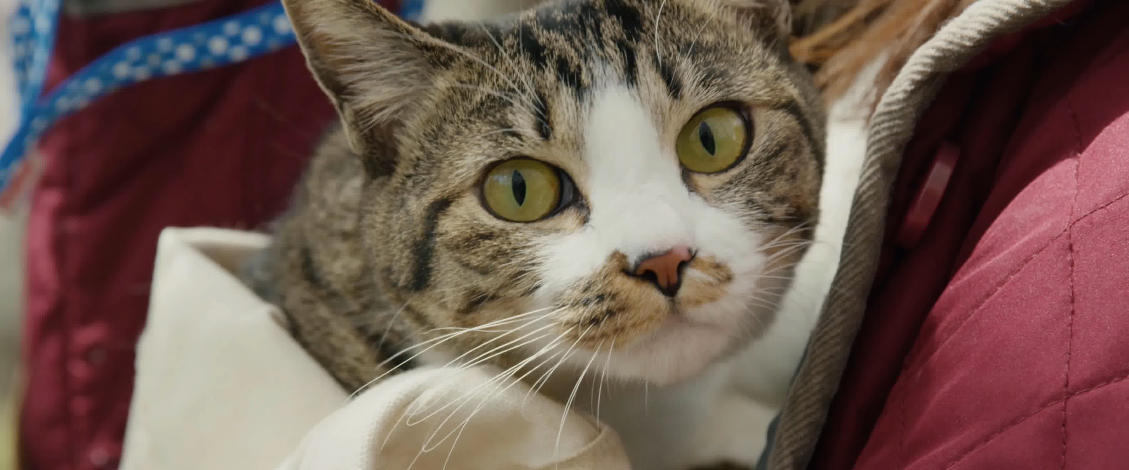 美女小猫，遛猫