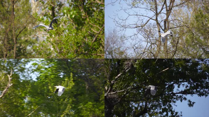 水鸟飞行，湿地公园，自然保护区