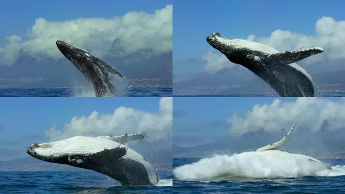 鲸鱼，大海鲸鱼，海面鲸鱼