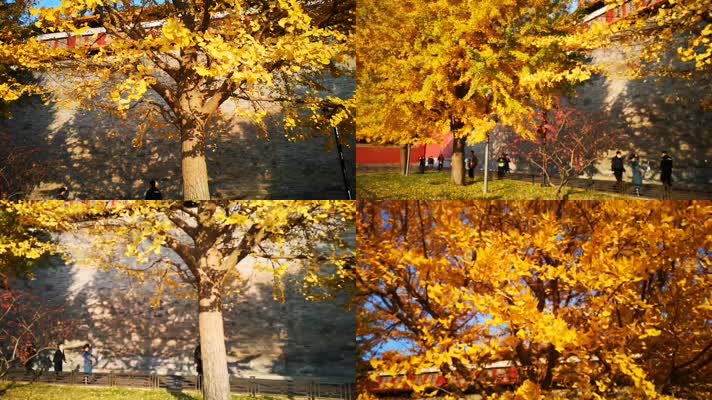 公园里的行人和金黄色的树叶