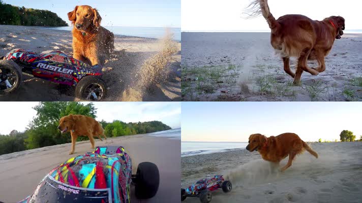 金毛海边玩耍，沙滩遛狗