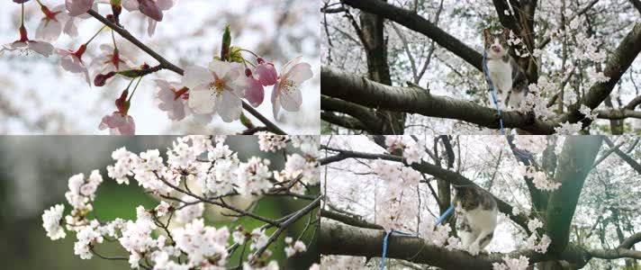 户外小猫，猫遛，树上小猫树木爬树