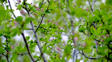 苹果花骨朵图片