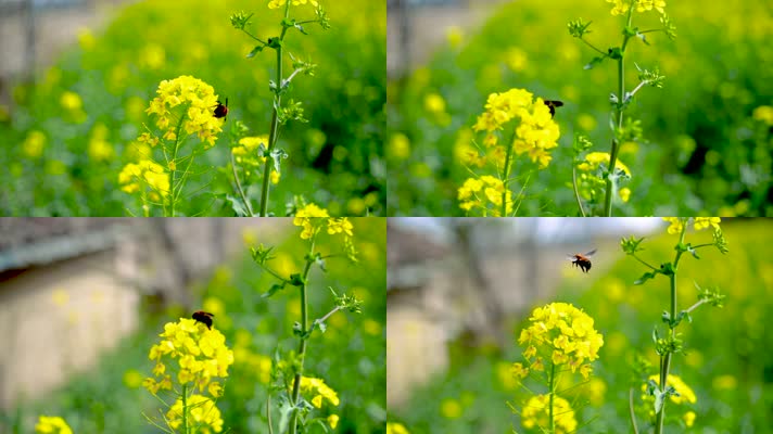 油菜花