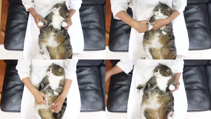 可爱小猫剪指甲，美女小猫