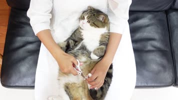 可爱小猫剪指甲，美女小猫