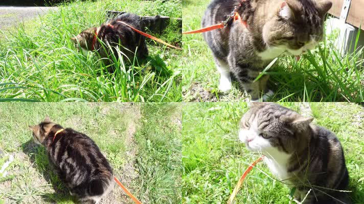 美女小猫，遛猫