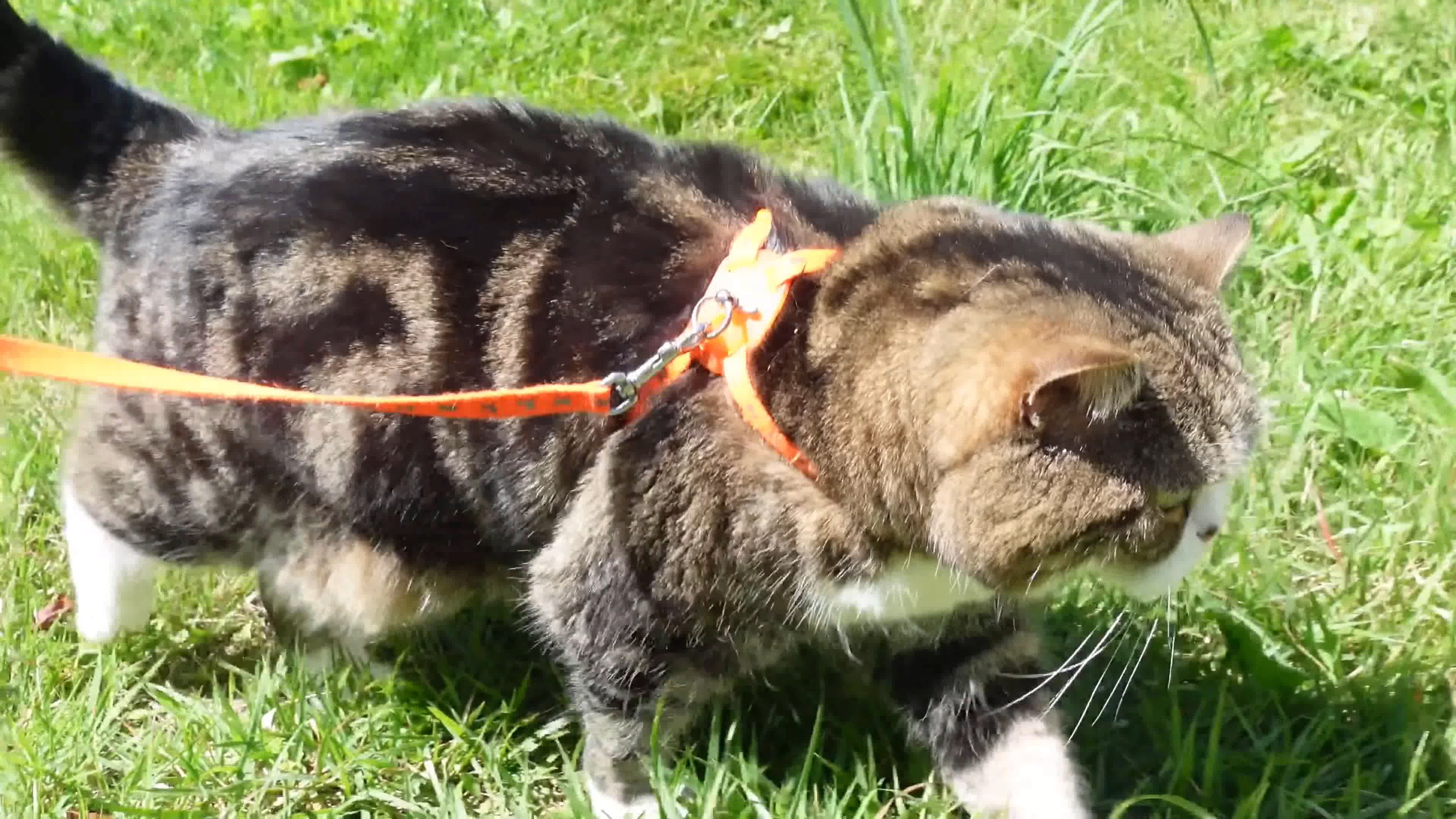 美女小猫，遛猫