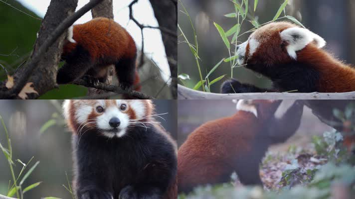 小熊猫，红熊猫，红猫熊