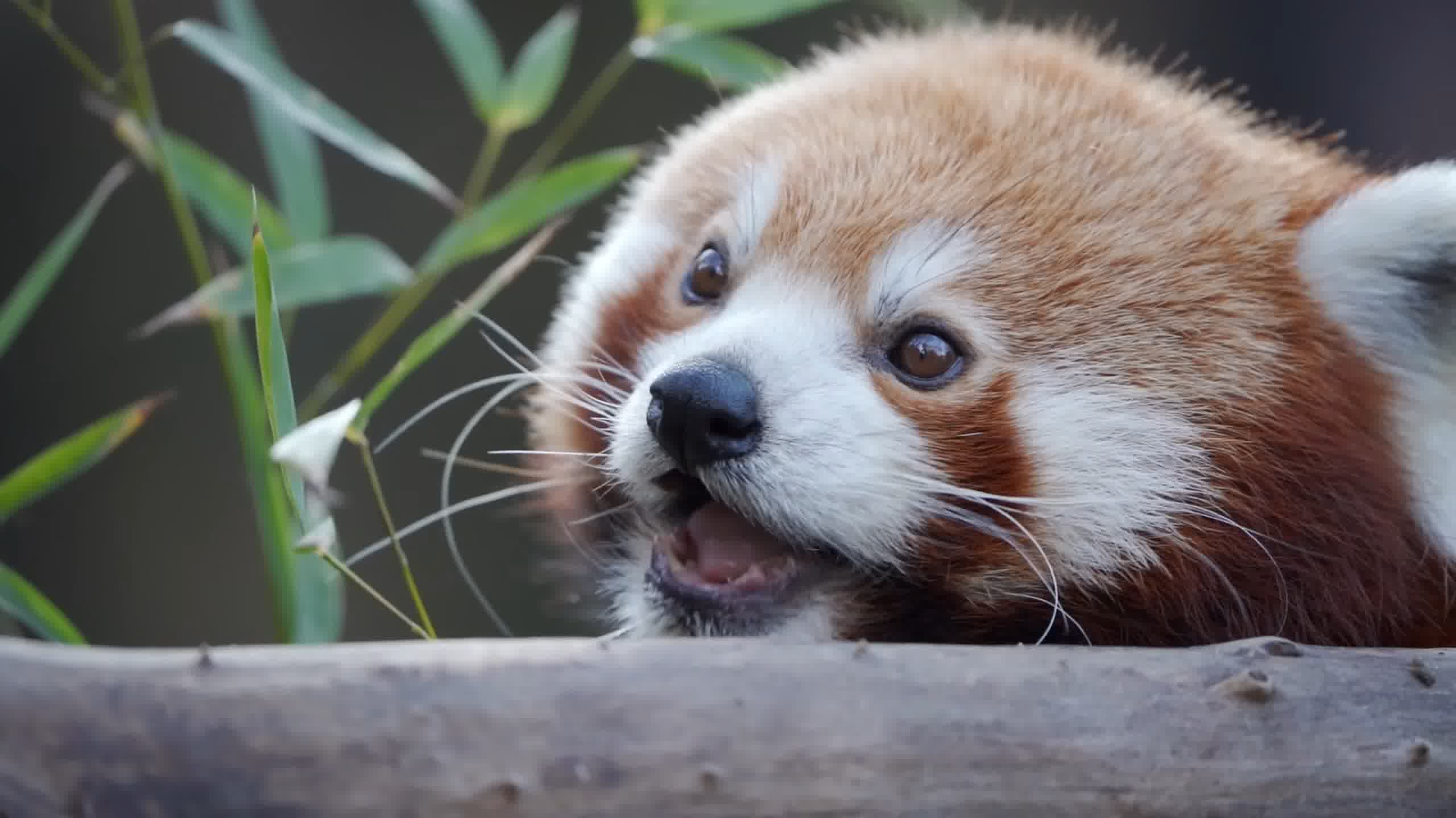 小熊猫，红熊猫，红猫熊