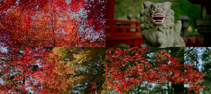 日本寺庙，枫林秋天，平静写意