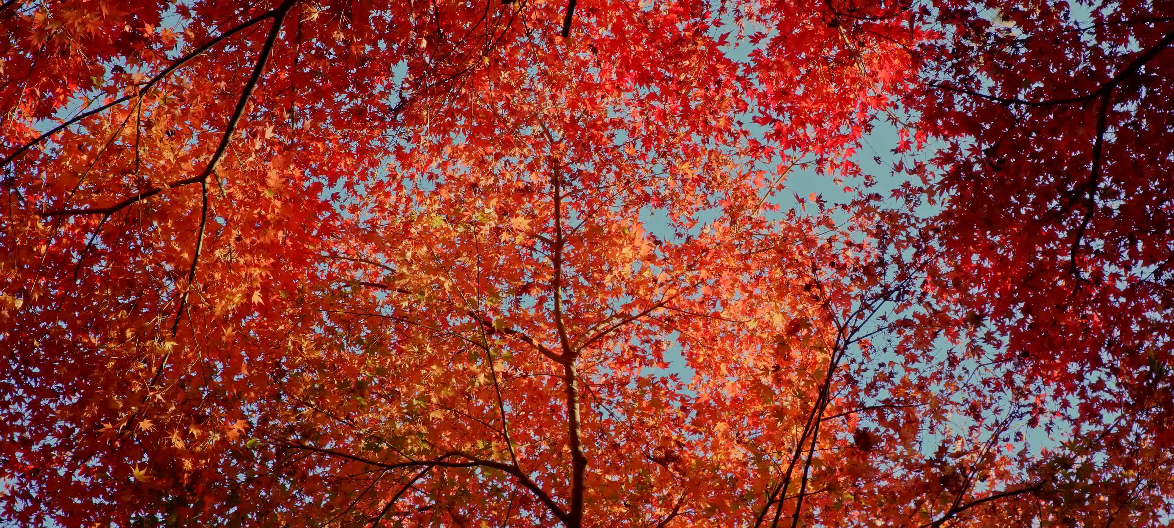 日本寺庙，枫林秋天，平静写意