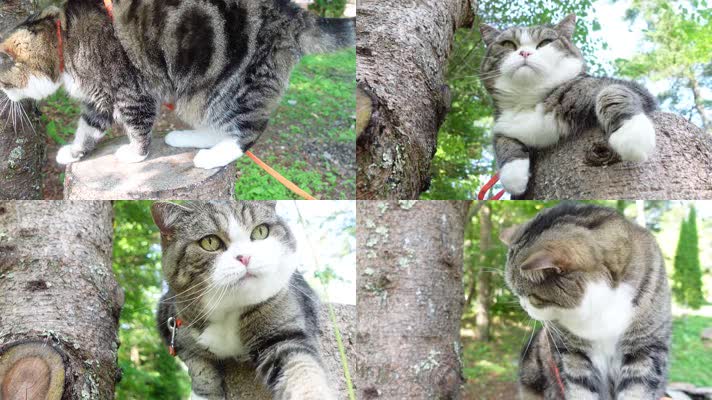 美女小猫，遛猫