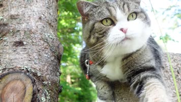 美女小猫，遛猫