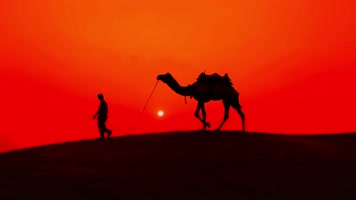 【4K】沙漠骆驼 【4K】沙漠骆驼