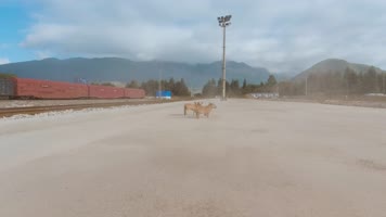 4k航怕奔跑的小狗