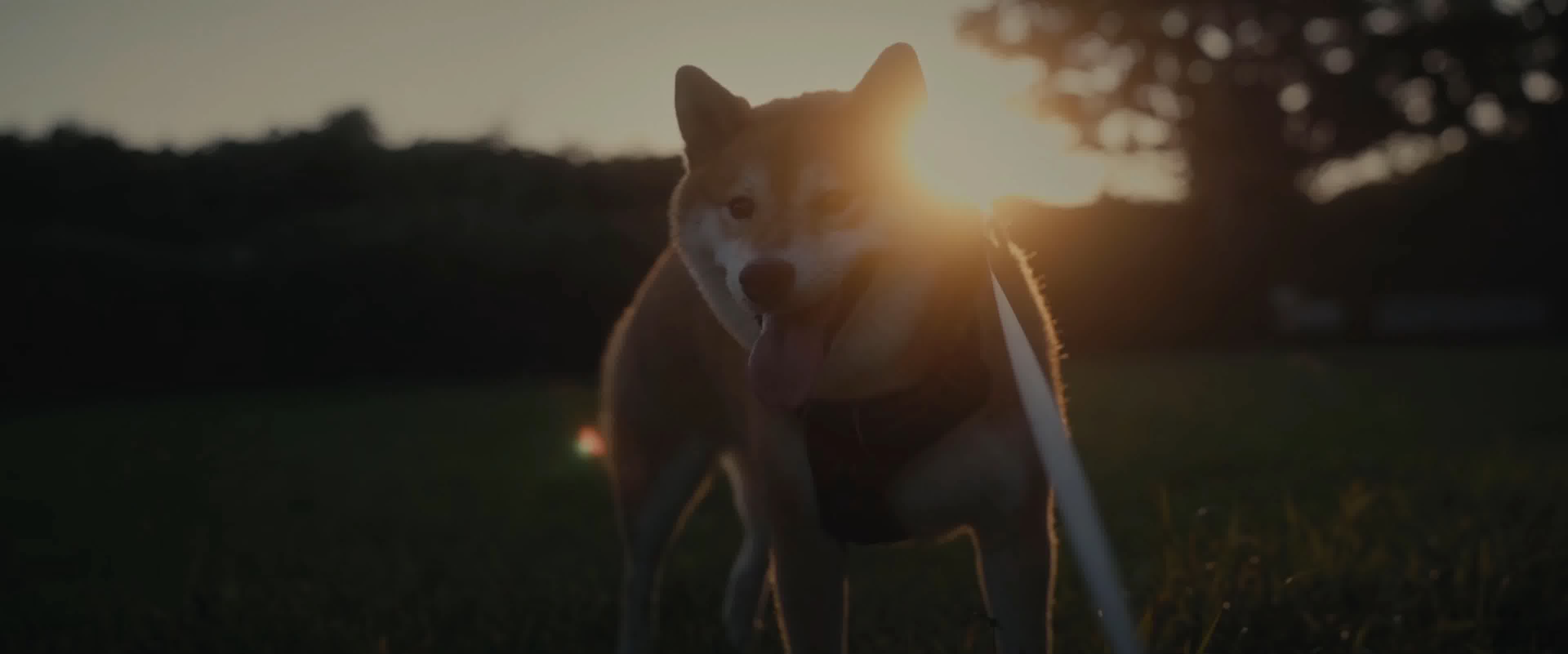 可爱柴犬，遛狗