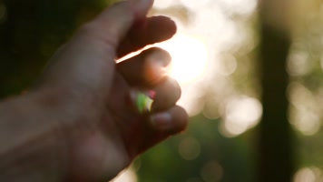 夕阳下的树林森林，手触摸太阳视频素材