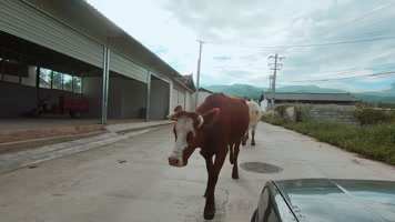 云南丽江古城精致的木雕屋檐和路上的牛