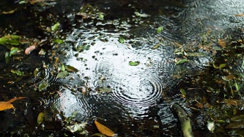 森林树林下雨雨水雨滴视频素材