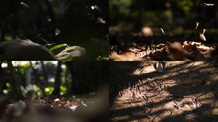 秋天落叶枯树叶慢镜头视频素材