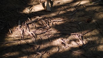 秋天落叶枯树叶慢镜头视频素材