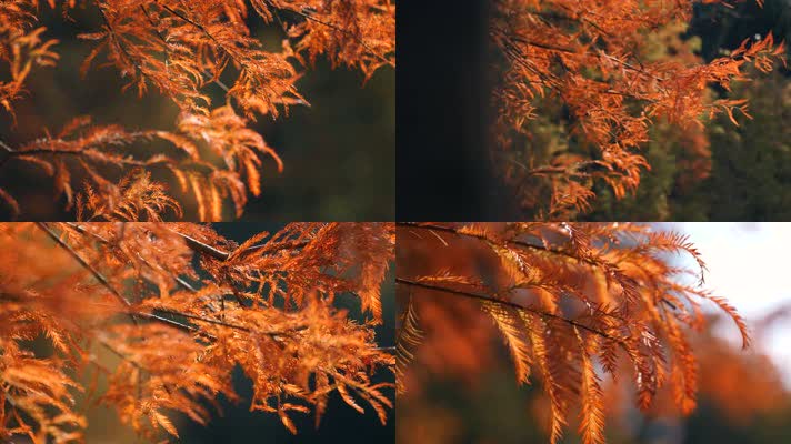 秋天松树林，秋天树叶金秋树叶4k视频素材