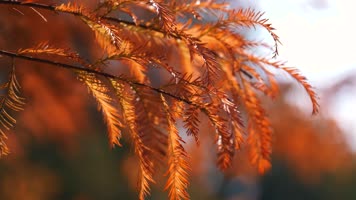 秋天松树林，秋天树叶金秋树叶4k视频素材