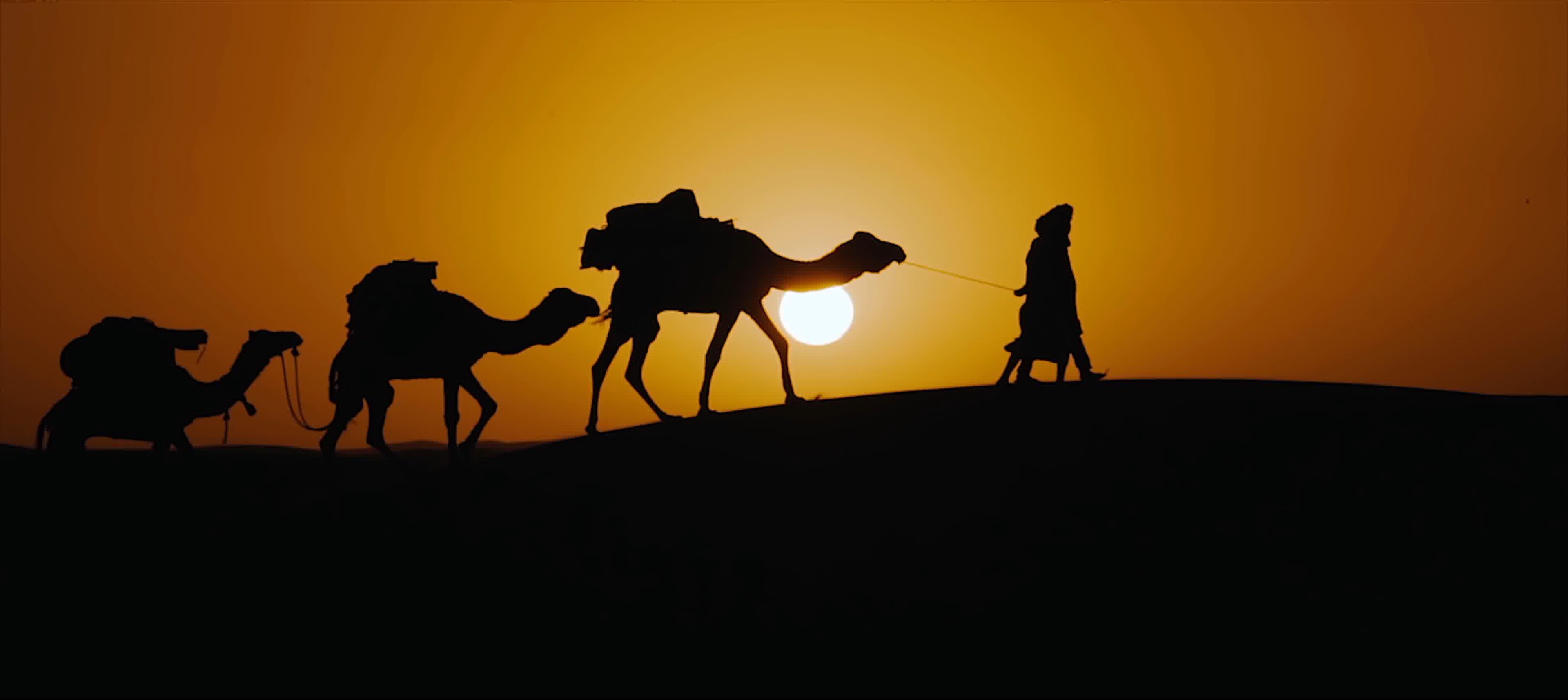 沙漠骆驼，阿拉伯，伊斯兰穆斯林