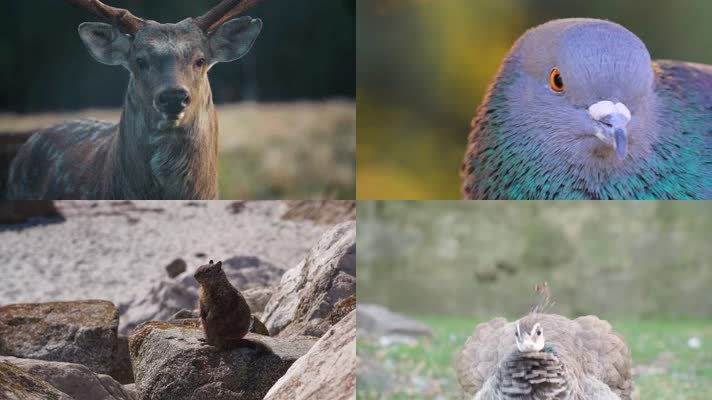 【4k】動物世界視頻素材