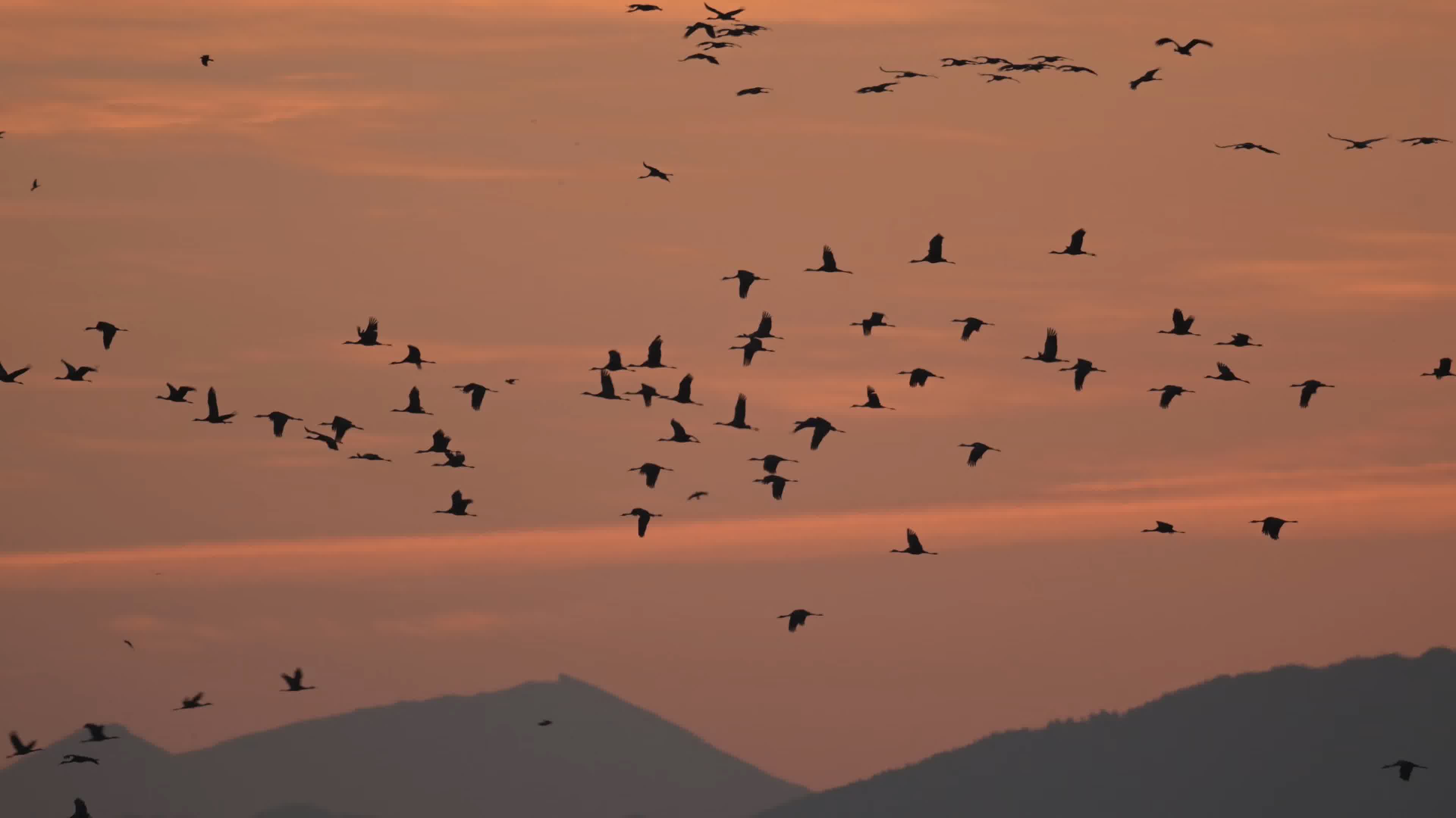 鸟 野生动物 日落 - Pixabay上的免费照片 - Pixabay