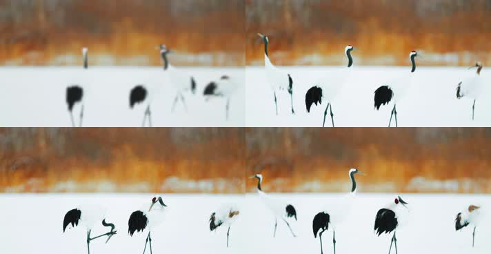 白鹤，鹤舞，丹顶鹤