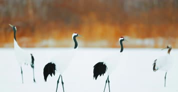 白鹤，鹤舞，丹顶鹤