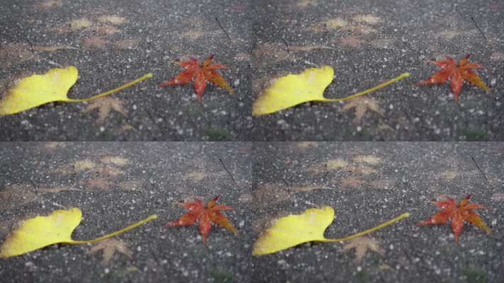 雪珠落在地面的落叶上