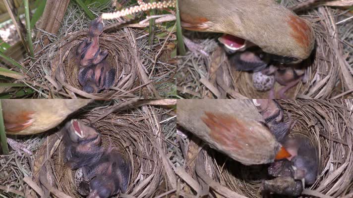 小鸟育雏，鸟窝雏鸟，守护保护，小鸟妈妈