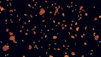 枫叶 落叶 飘落  