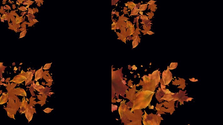 枫叶 落叶 飘落  