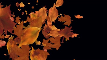 枫叶 落叶 飘落  