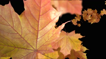 枫叶 落叶 飘落  