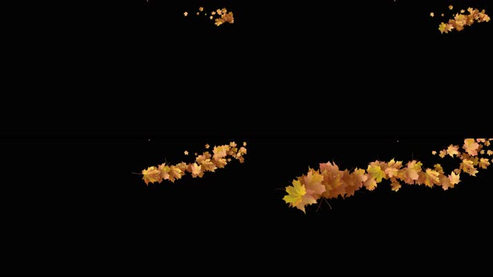 枫叶 落叶 飘落 