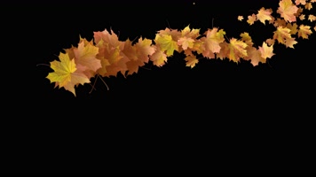 枫叶 落叶 飘落 