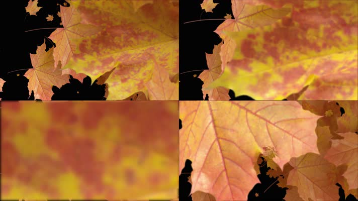 枫叶 落叶 飘落  