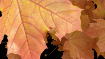 枫叶 落叶 飘落  