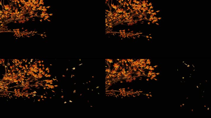 枫叶 落叶 飘落  