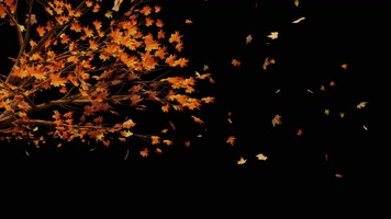 枫叶 落叶 飘落  