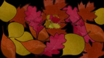 枫叶 落叶 飘落  